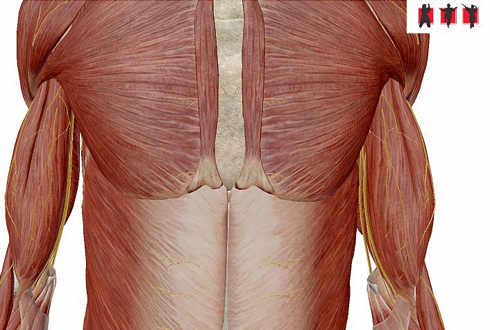 obrázok - anatomické štruktúry - vitálny bod CV-17